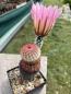 Preview: Echinocereus pectinatus hellviolett